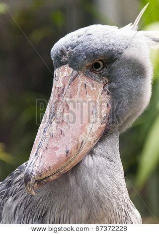 Shoebill