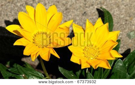 Yellow Gerberas