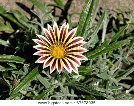 Colorful Gerbera
