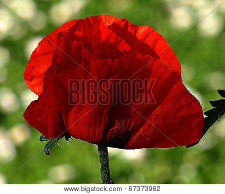 Red Poppies