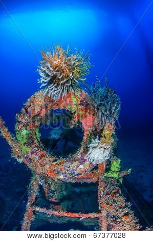 Feather stars