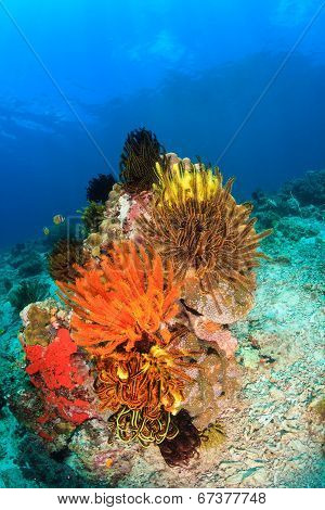 Colorful feather stars on a reef
