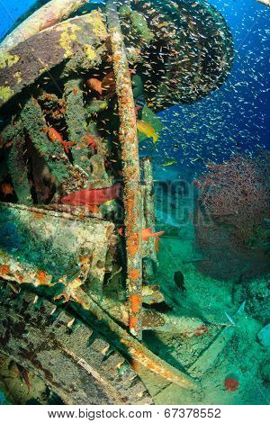 Colorful tropical fish and wreckage