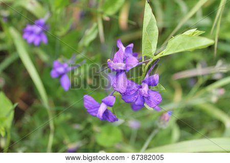 bluebell