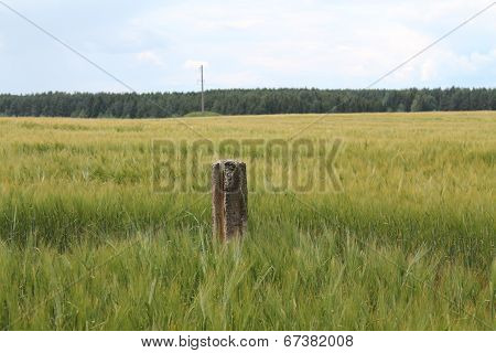 field