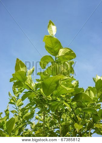 Green Leaves And Blue Sky