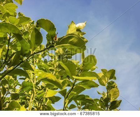 Green Leaves And Blue Sky