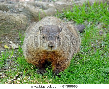 Ground Hog