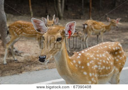 Chital ,Deer In Zoo