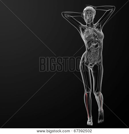 Fibular Bone