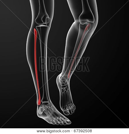 Fibular Bone