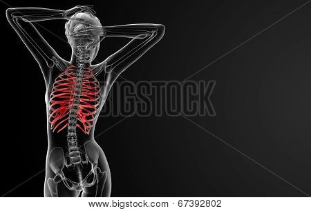Ribcage Bone