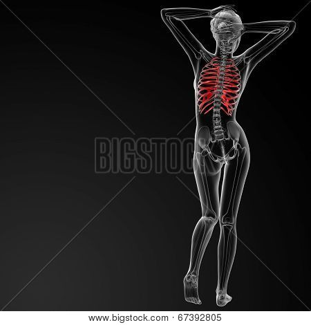 Ribcage Bone