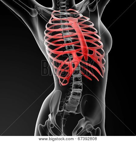 Ribcage Bone