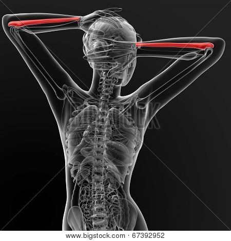 Female Ulna Bone