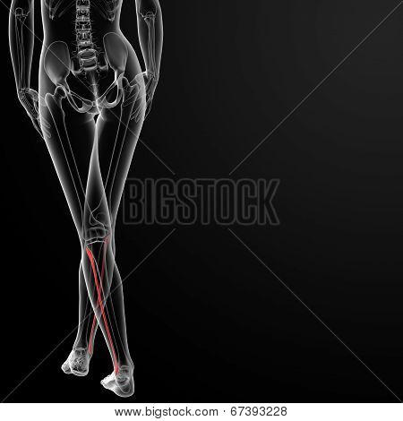 Fibular Bone