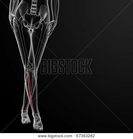 Fibular Bone