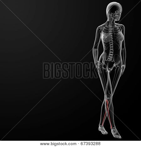 Fibular Bone