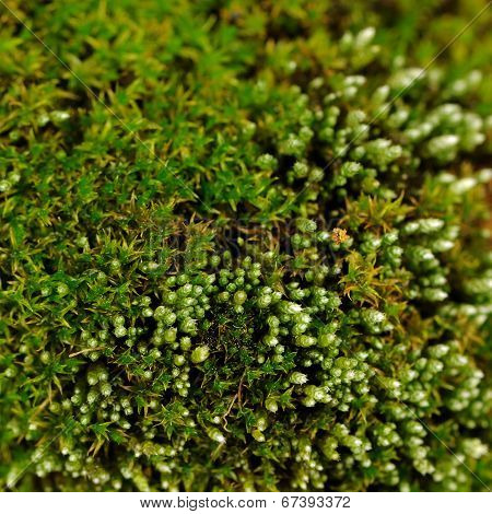 Green Moss Macro