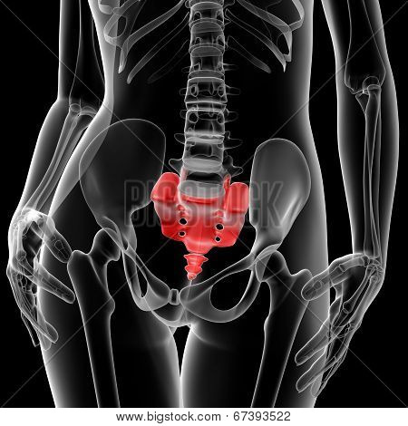 Sacrum Bone