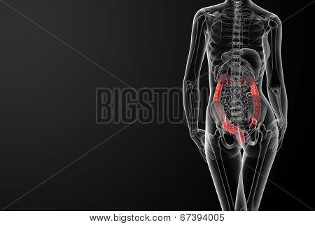 Female Anatomy - Colon