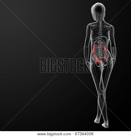 Female Anatomy - Large Intestine