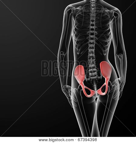 3D Render Female Hip Bone