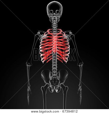 Ribcage