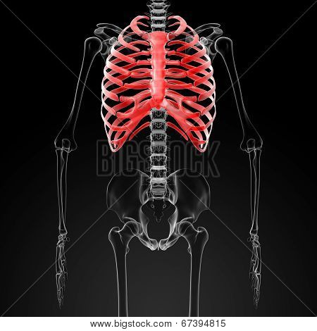 Ribcage
