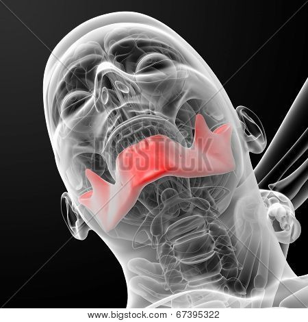 Jaw Bone