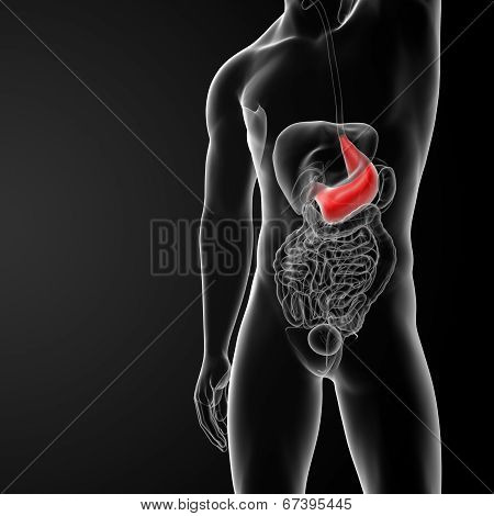 Stomach
