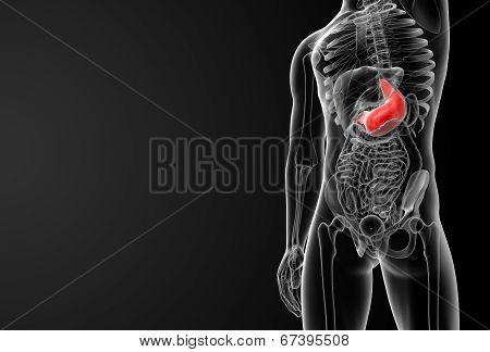Stomach