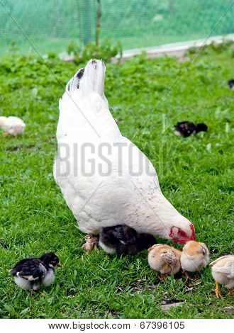 Hen With Chickens