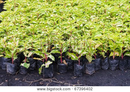 Variegated plant in nursery