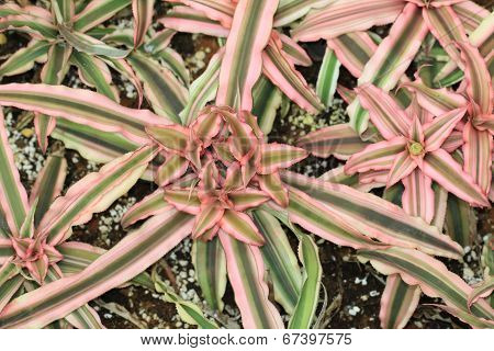 Cryptanthus bivittatus,Earth Star,Starfish Plant