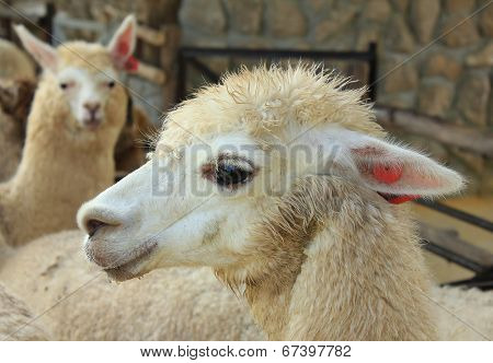 Alpaca