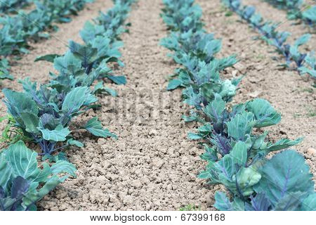 Organic Cultivation Of Red Cabbages