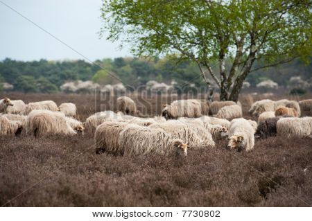 แกะ Grazing ใน Moorland