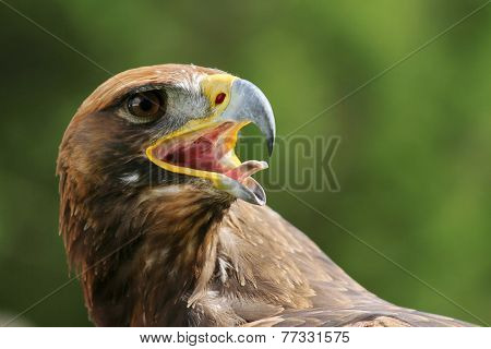 Eagle With Open Beak And Tongue Out