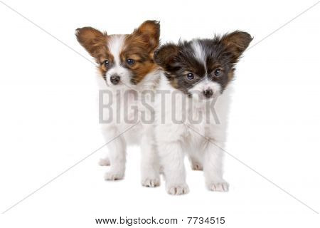 Papillon (PhalÃ¨ne, Schmetterling-Hund, Eichhörnchen Hund)-Welpen