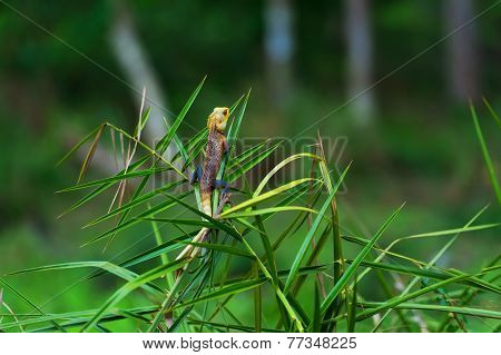 Chameleon
