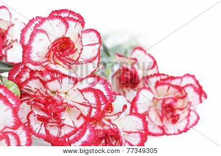 Carnation Flowers
