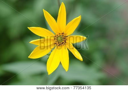 Autumn Sunflower