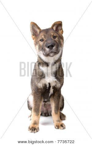 Shikoku köpek yavrusu