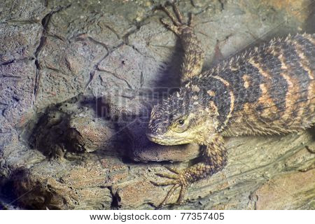 Blue Spiny Lizard (sceloporus Serrifer Cyanogenis)