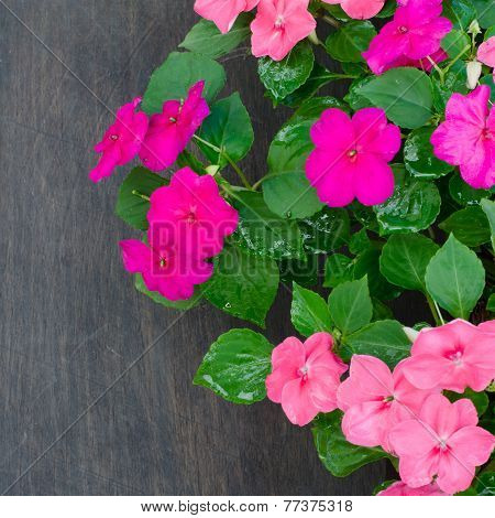 Impatiens Flower On Wooden Background