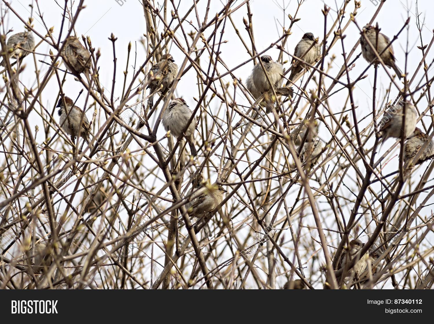 Соловьев соловьиные трели. Древесно-кустарниковая растительность. Береза весной. Кусты в парке. Поляна в лесу.