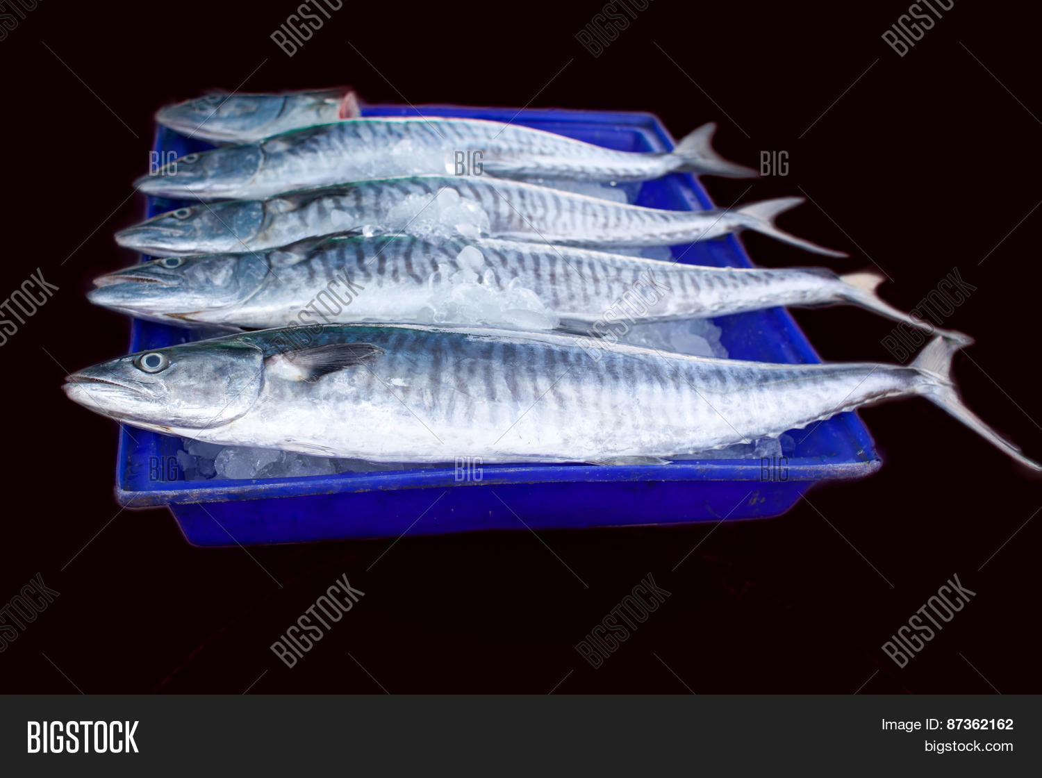 Fresh King Mackerel Image & Photo (Free Trial) Bigstock