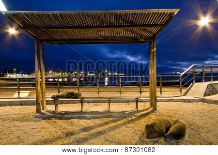 Beautiful sea lions relaxing along the port in San Cristobal island, Galapagos