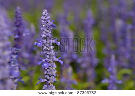 Purple Sage